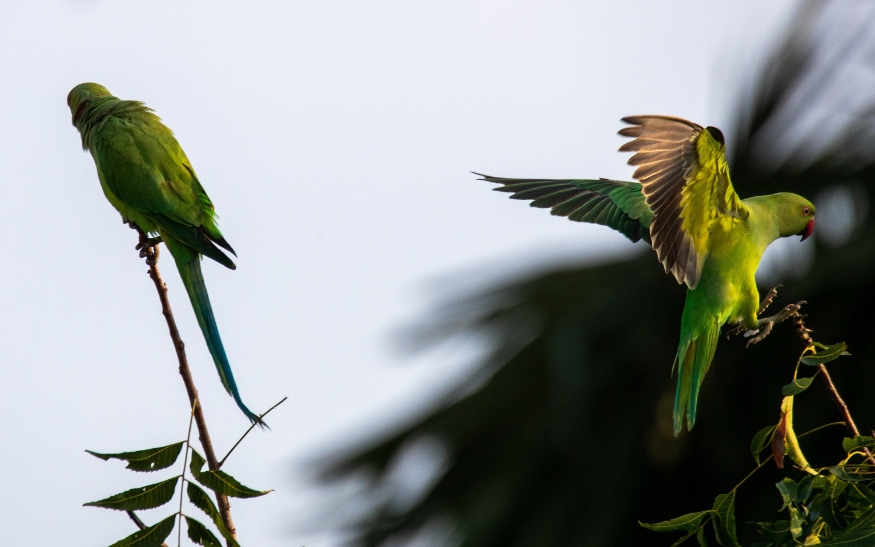 Co dělat, když vám uletí papoušek_foto1